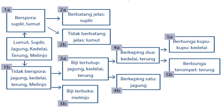 Contoh Kunci Determinasi Hewan